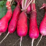 Potagères - Radis Rose d'Hiver de Chine - face recto